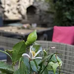 Apartmán Waldblickwohnung Mit Schoener Terrasse Und Kamin&sauna Sebnitz