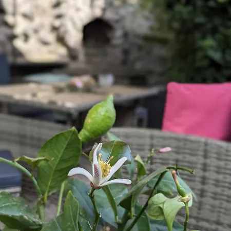 Апартаменты Waldblickwohnung Mit Schoener Terrasse Und Kamin&sauna Зебниц